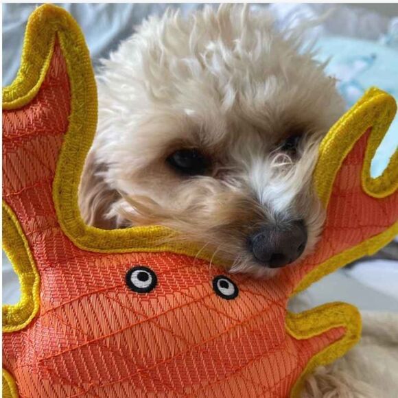 DuraForce Orange Yellow Crab Dog Toy - Picture 4 of 11